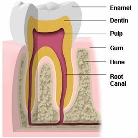Anatomy of a tooth
